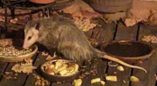 a possum eating dinner