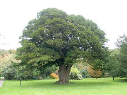 a yew tree