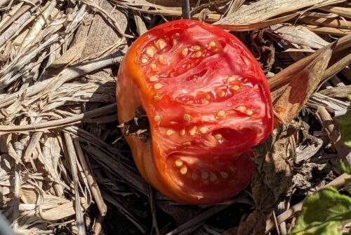 tomato neatly eaten in half