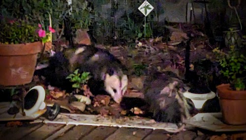 Pavarotti the Possum